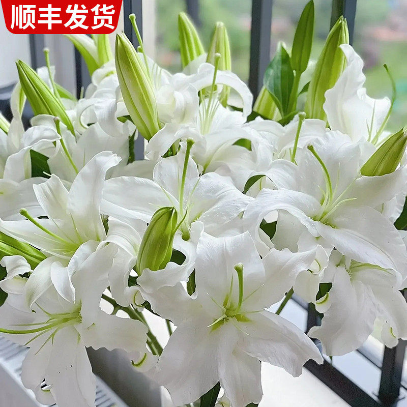 西伯利亚百合鲜花香水百合花双头斗南鲜花基地直发昆明花卉市