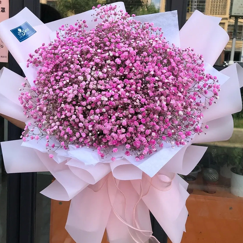粉色满天星彩色斗南鲜花基地直发云南昆明花卉市场可做干花鲜切花