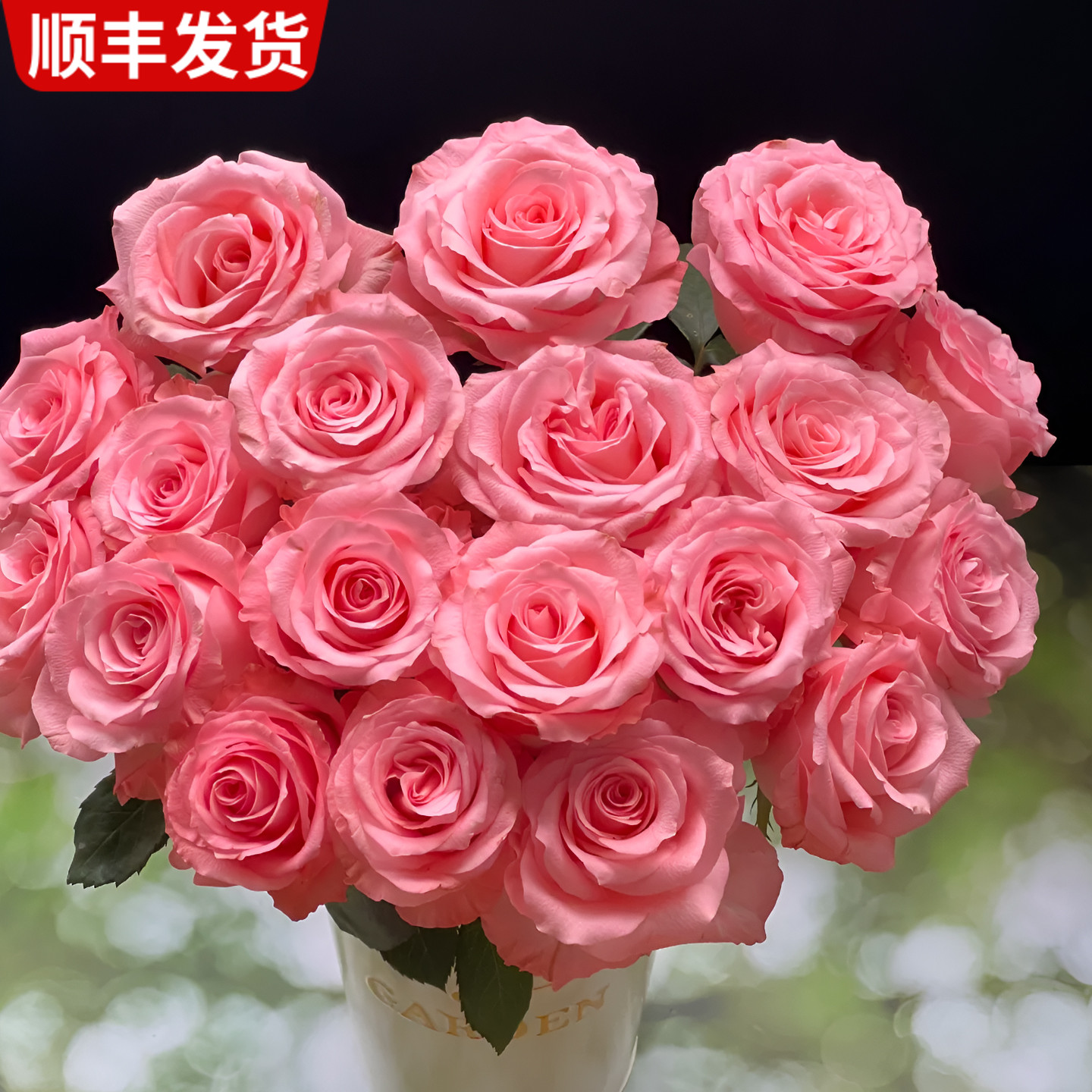 戴安娜玫瑰花鲜花鲜切花粉色