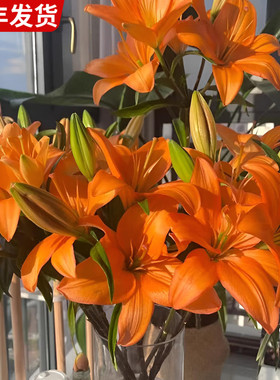 橙色亚百合鲜花鲜切花百合花橙色梦想客厅花艺基地直发真花礼物