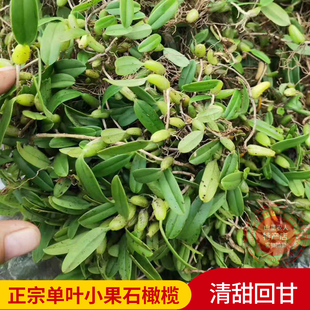 石橄榄新鲜小果单叶石仙桃福建煲汤材料野外生鲜现摘现发包邮500g