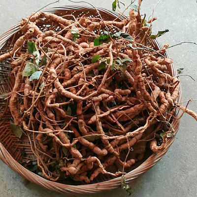 现挖巴戟天新鲜林下野生特级福建正品中药材500g包邮煲汤泡酒食材
