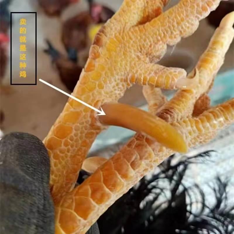 农家散养老公鸡土鸡笨公鸡杂粮喂养鲜活现杀顺丰包邮