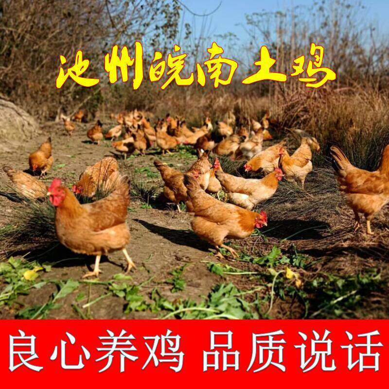 正宗九华山皖南土鸡散养土鸡新鲜自然野外虫草柴笨鸡月子童仔鸡