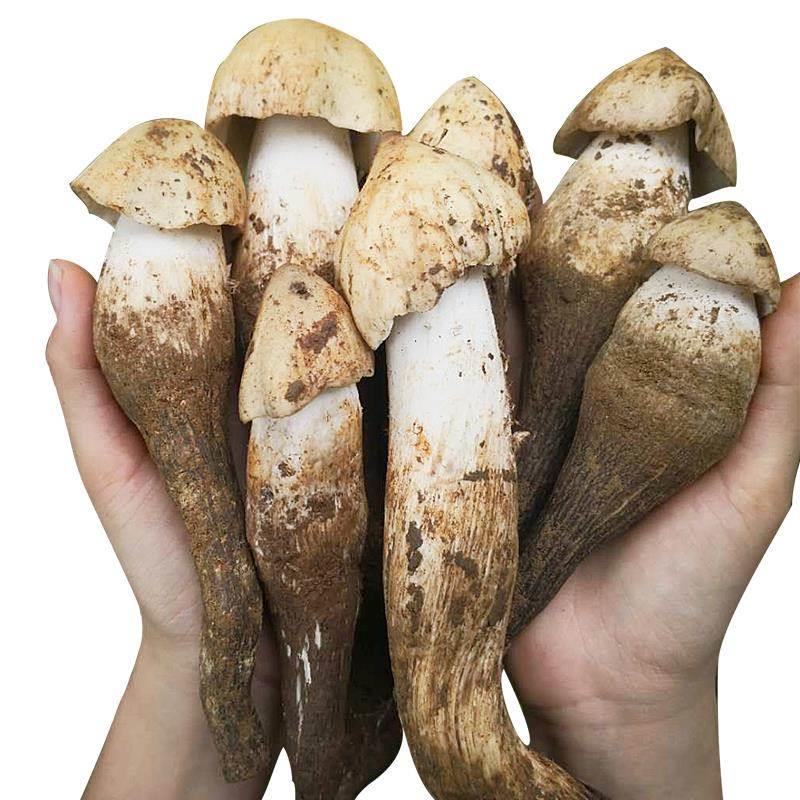 现货云南新鲜野生鸡枞菌荔枝菌500g鸡枞菇三塔菌伞把菇火把野生菌