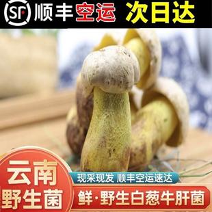 云南野生菌鸡枞松茸菌菇见手青变色菌子白葱黄黑白美味牛肝菌特产