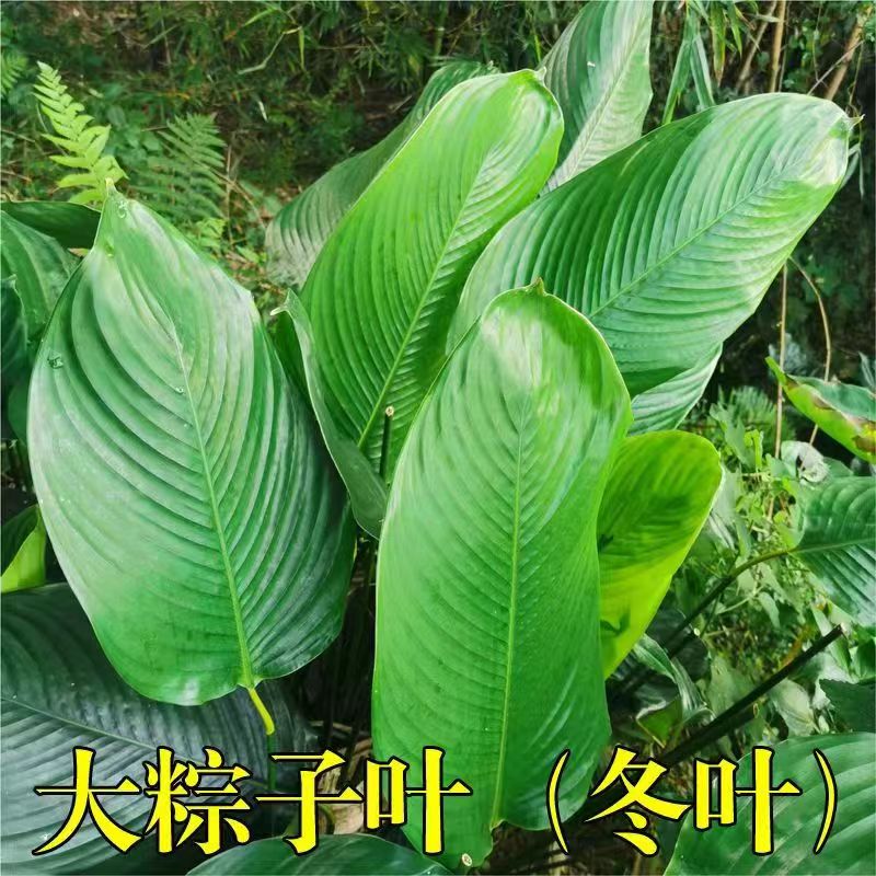 新鲜大冬叶现摘广西粽叶