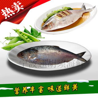 【翘胡须】宁波海鲜舟山特产 新鲜鲥鱼 一条500g-800g 本地包邮