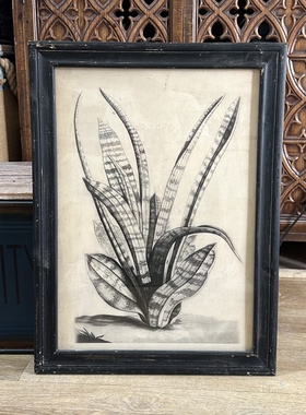 外贸样品美式复古素描风虎皮兰植物图谱装饰画法式复古植物装饰画