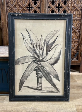 外贸样品美式复古芦荟植物版画黑白素描风格植物装饰挂画绿植挂画