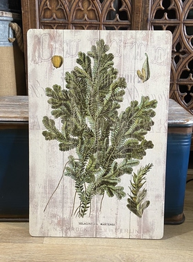 外贸孤品法式做旧卷柏复古标本风格装饰挂画实木挂板中古植物插画