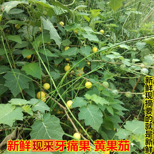 新鲜牙痛果现采黄果茄中草药牙疼果250g大苦果茄果新鲜刺天茄马刺