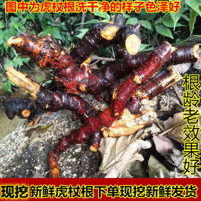 新鲜现挖虎杖根中草药