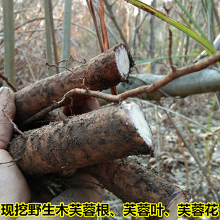 新鲜现挖木芙蓉根500g醉酒芙蓉花拒霜花根华木芙蓉叶中草药三变花