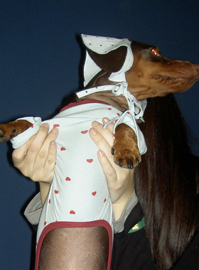 POXFFEE Pet/爱心四脚衣亲子狗狗衣服腊肠狗西高地