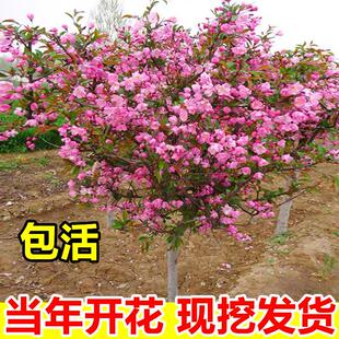 海棠树苗庭院地栽垂丝西府海棠花树苗南北方种植苗木盆栽四季花卉