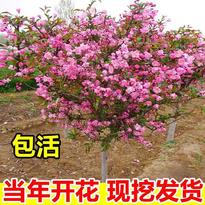 海棠花树苗庭院地栽包成活