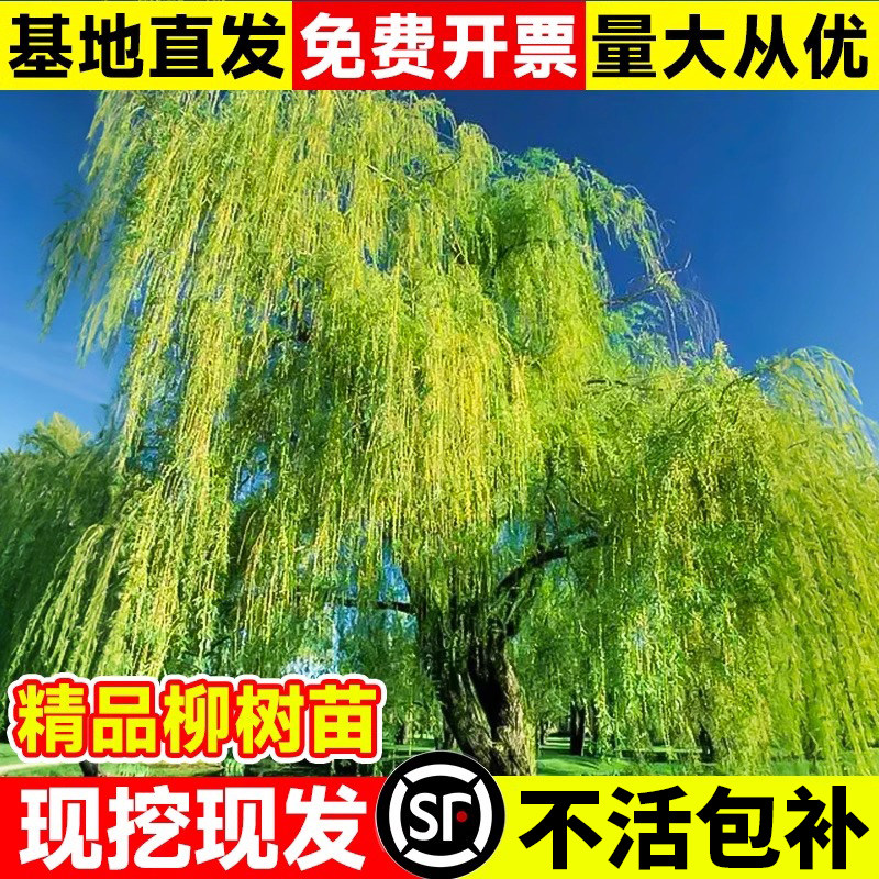 垂柳树苗黄金柳树直柳大树公园风景树工程绿化苗木四季常青好养活