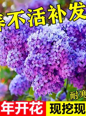 丁香花树苗盆栽庭院地栽欧洲紫丁香树苗开花浓香花卉耐寒植物四季