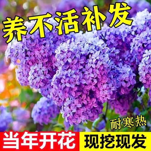 丁香花树苗四季盆栽地栽耐寒耐热