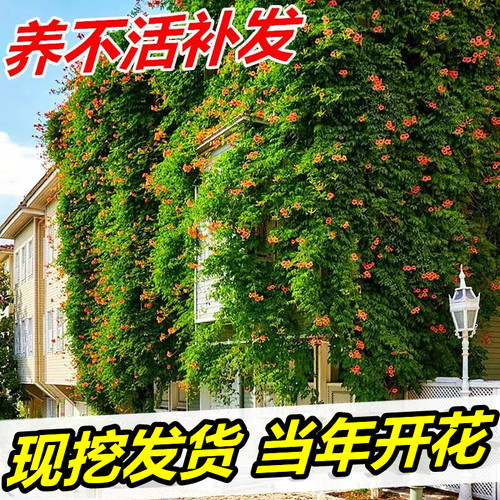 凌霄花苗爬藤植物大苗庭院花卉耐寒热南北方种植室外凌霄树苗盆栽