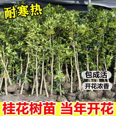 桂花树苗大树庭院地栽原生四季桂盆栽别墅植物浓香型花卉金桂丹桂