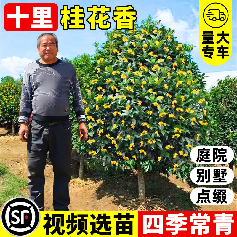 桂花树苗大树八月桂四季桂盆栽庭院别墅地栽南北方耐寒浓香型花卉