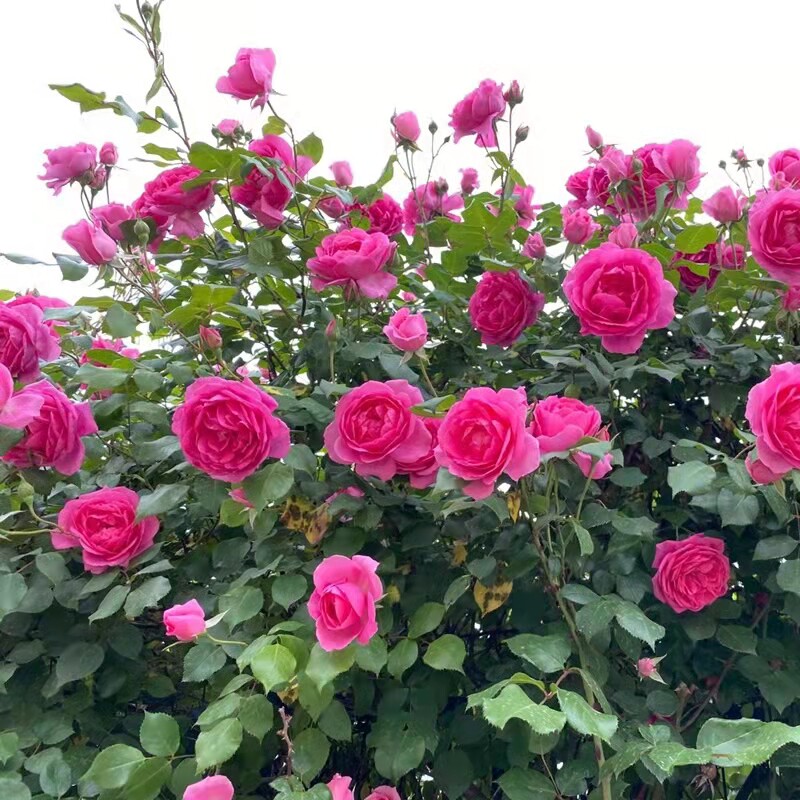 大游行藤本月季花特大花浓香型庭院阳台爬藤植物蔷薇花苗四季开花图片