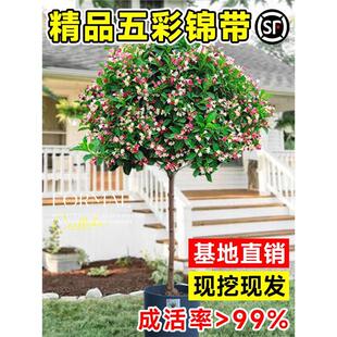 五彩锦带花树苗锦带小苗盆栽四季常青耐寒好养庭院大型风景树大树