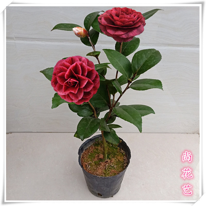 红叶贝拉巨型山茶花绿植花卉阳台客厅庭院室内外盆栽花易养活