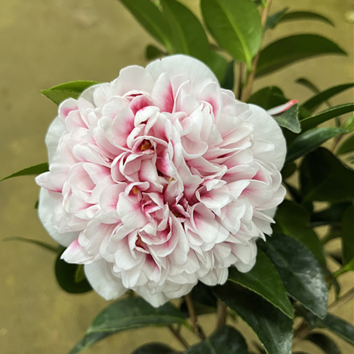 复色托桂型开品稀有名贵品种志愿者茶花阳台客厅易养活绿植盆栽