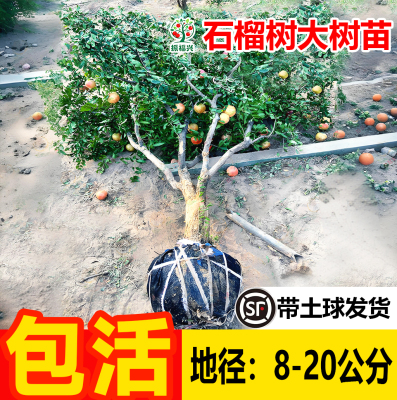 5000园艺爱好者下单实评推荐店铺