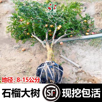 5000园艺爱好者下单实评推荐店铺