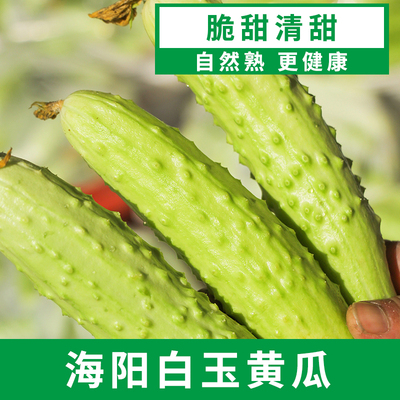山东烟台海阳白玉水果黄瓜4-4.5斤包邮新鲜蔬菜清甜每日现摘现发