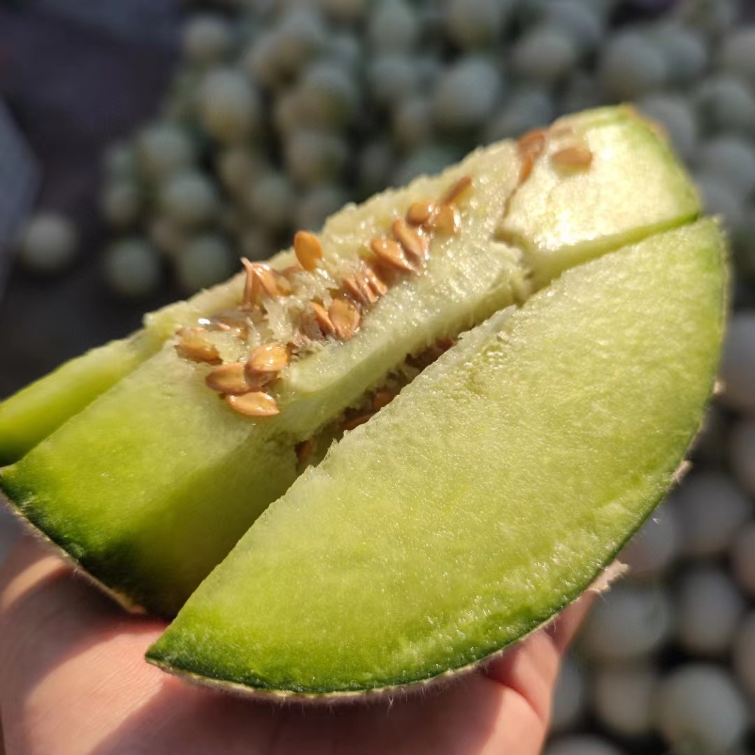 海阳网纹瓜纯甜多汁现摘现发