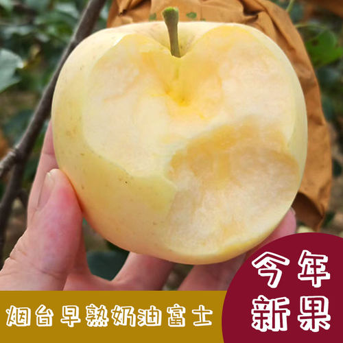 山东烟台早熟奶油富士将军苹果4.5斤包邮新鲜水果脆甜现摘现发