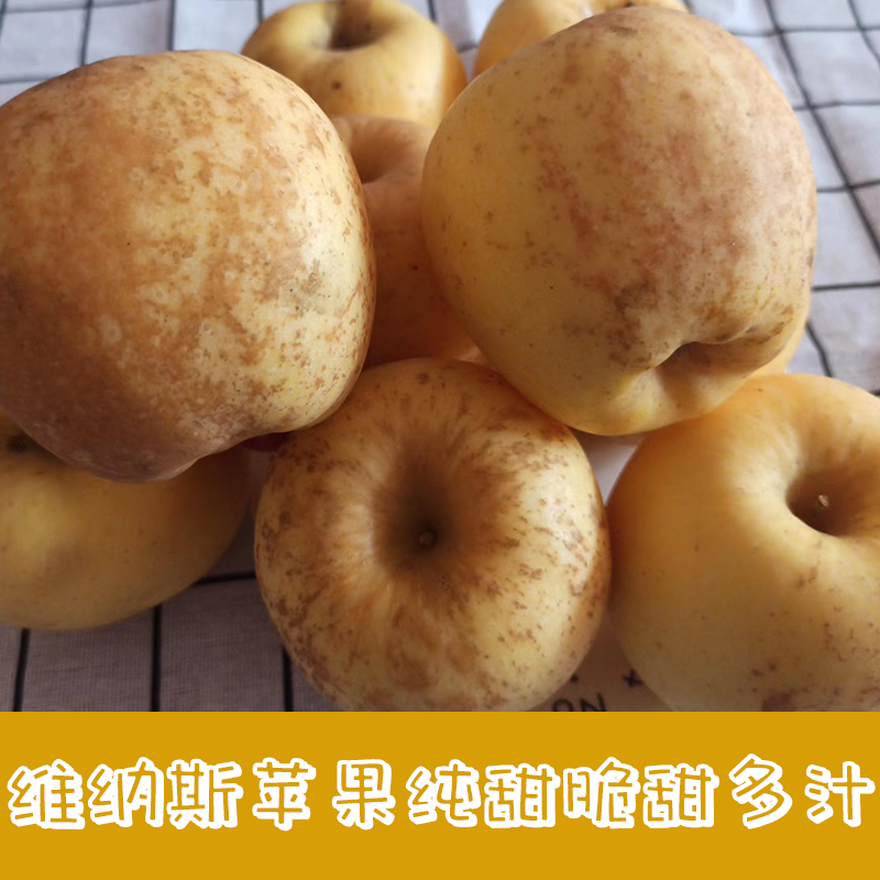 山东烟台黄金维纳斯奶油富士苹果4-4.5斤包邮纯脆现摘新鲜水果