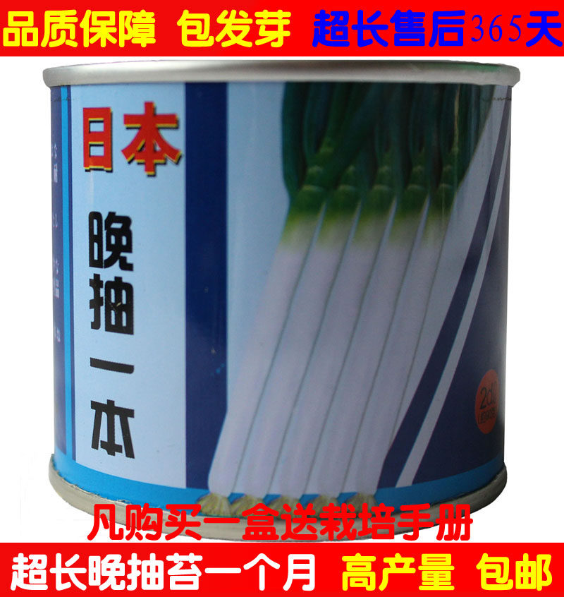 日本钢葱品种晚抽一本葱籽 耐抽蔬菜种子/种苗