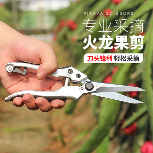 火龙果采摘剪火龙果专用剪刀
