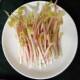 鱼腥草嫩芽粉芽2斤折耳根嫩芽养生蔬菜青菜特色小吃农家特产品