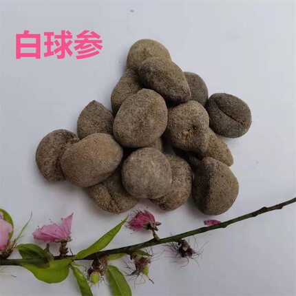 深海白球参 60头左右一斤珍珠球参海参干货 酒店用料多省一份包邮