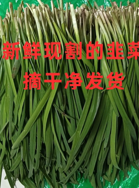 斤年现割山东鲜嫩小韭菜新鲜蔬菜绿色蔬菜青菜韭菜新鲜韭菜素三鲜