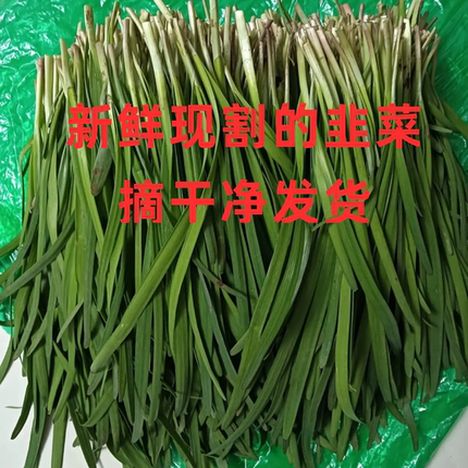 斤年现割山东鲜嫩小韭菜新鲜蔬菜绿色蔬菜青菜韭菜新鲜韭菜素三鲜