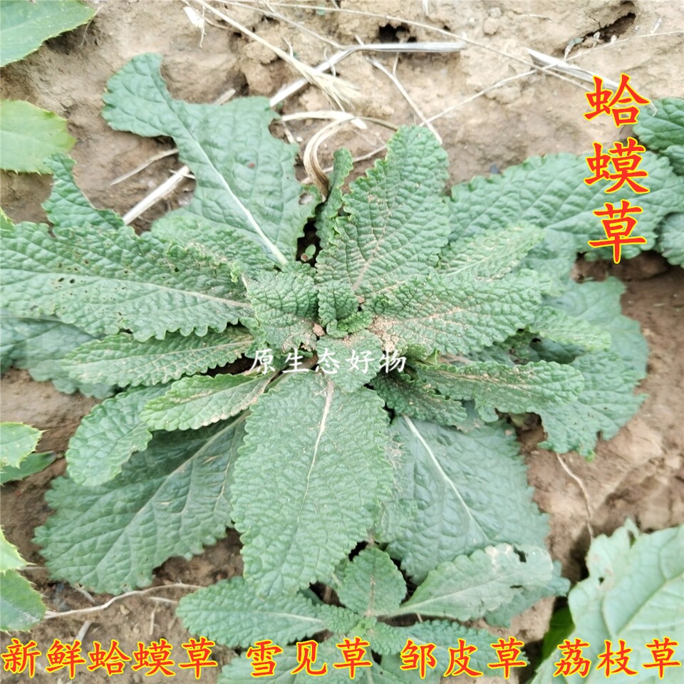 新鲜蛤蟆草现挖现发精选荔枝草邹皮草雪见草蛤蟆皮棵煲汤炒菜食用