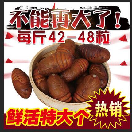 蚕蛹东北特产野生柞蚕蛹活蚕蛹2021大茧蛹500g新鲜大蚕蛹茧蛹包邮