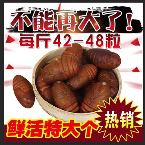 蚕蛹东北茧蛹黄蚕蛹鲜活