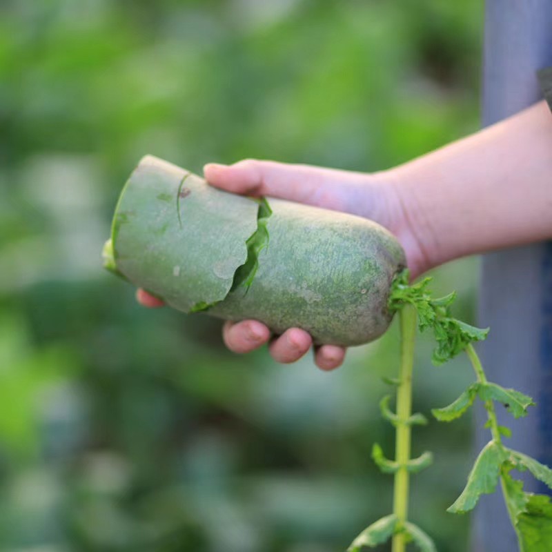 天津市武清田水铺水果萝卜净重9.5斤/箱（6个左右）,水产肉类/新鲜蔬果/熟食,萝卜/胡萝卜,淘宝优惠券,粉丝福利购,淘宝优惠卷