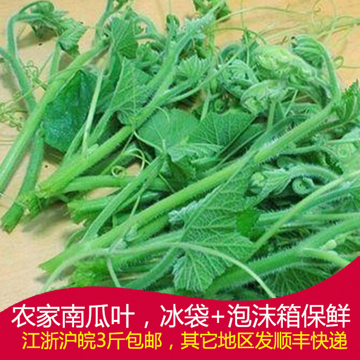 南瓜头南瓜藤南瓜尖新鲜蔬菜农家
