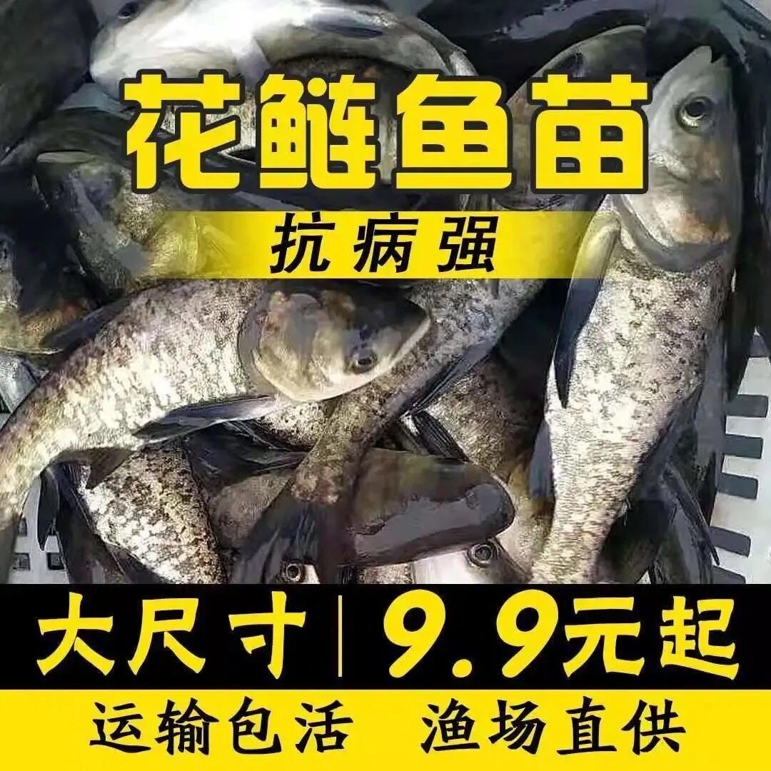 花鲢鱼苗大头鱼苗鳙鱼苗包活大头鳙鱼苗胖头鱼苗黑鲢鱼苗白鲢鱼