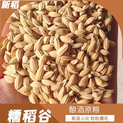 糯米谷搬家入伙糯米粘稻子带壳糯稻谷糯稻谷子爆米花欢庆乔迁新居